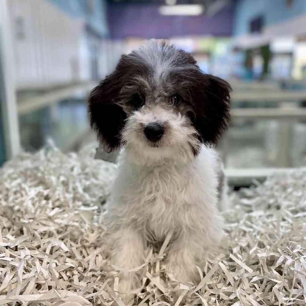 Male Bichapoo Puppy for Sale in Meridian, ID